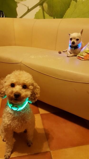 LED Dog Collar - Glow in the Dark Dog Collar - iBelk