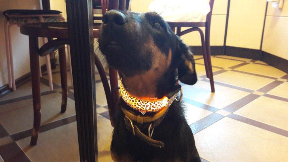 Light Up Dog Collar - iBelk