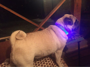 Light Up Dog Collar - iBelk