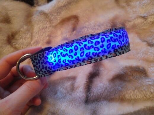 Light Up Dog Collar - iBelk